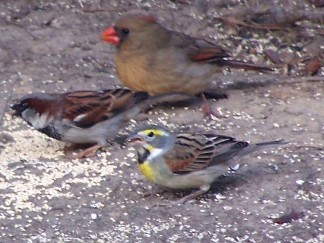 Dickcissel