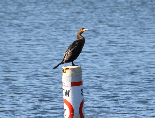 Double-crested Cormorant