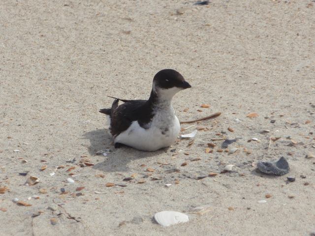 Dovekie