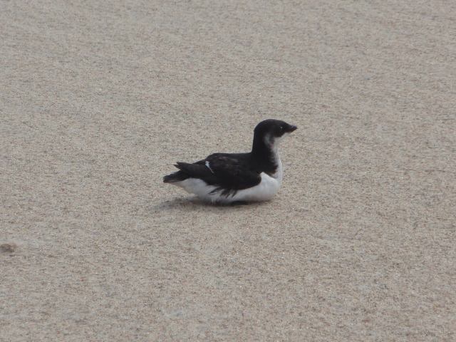 Dovekie