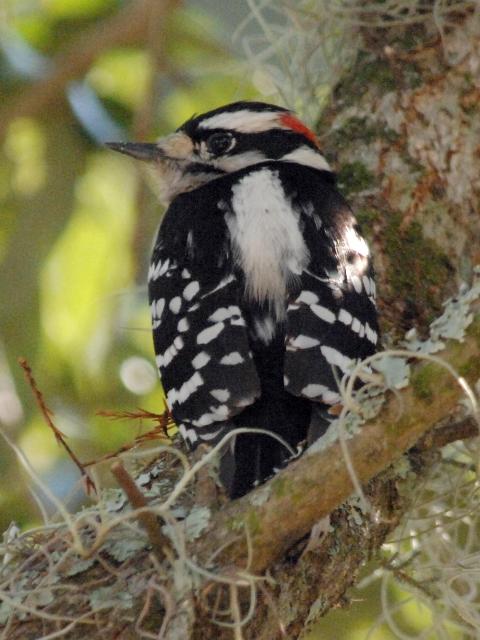 Downy Woodpecker