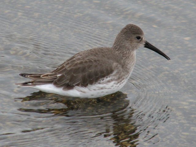 Dunlin