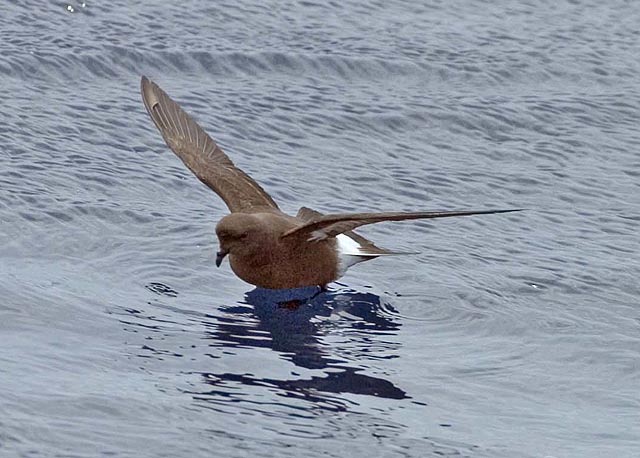 European Storm-Petrel