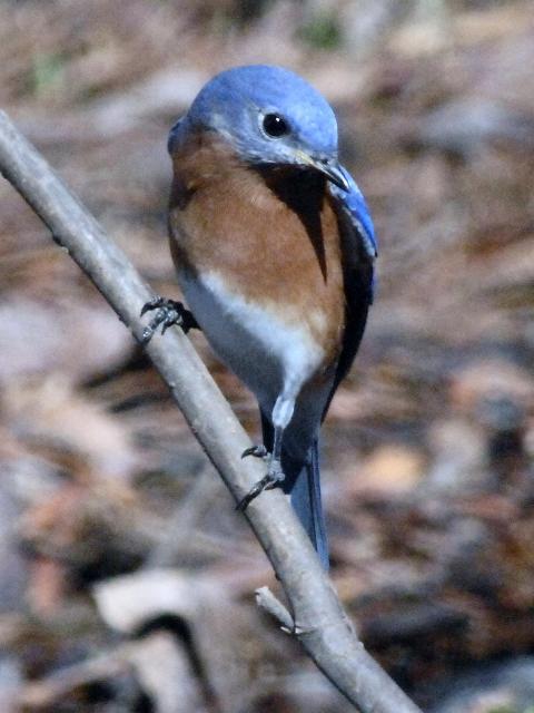 Eastern Bluebird
