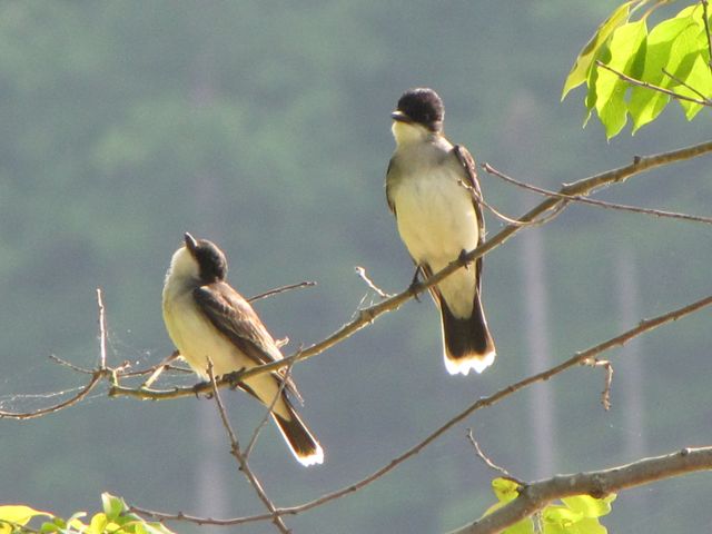 Eastern Kingbirds