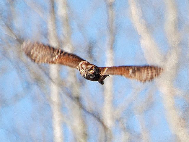 Eastern Screech-Owl