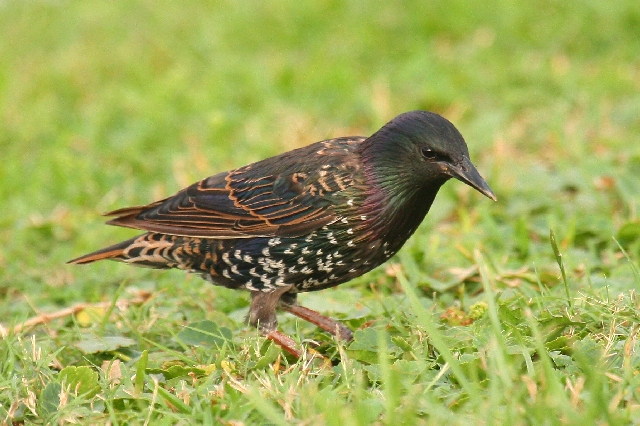 European Starling