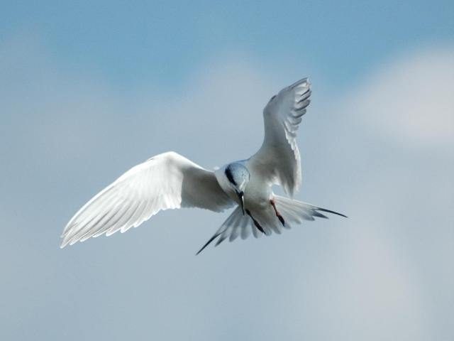 Forster's Terns.