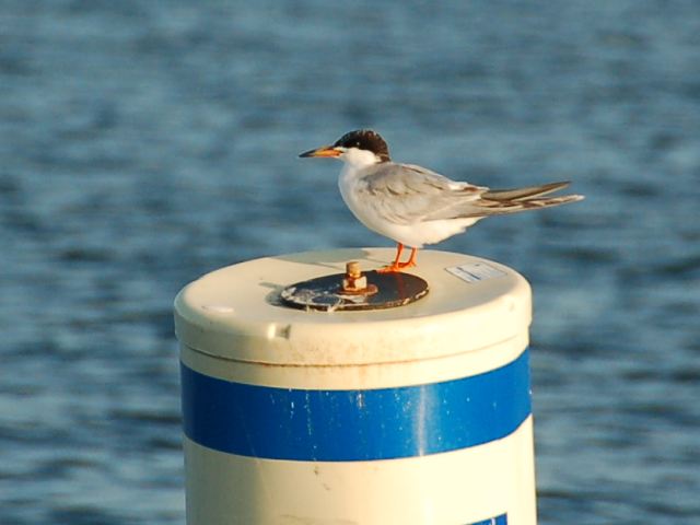 Forster's Tern