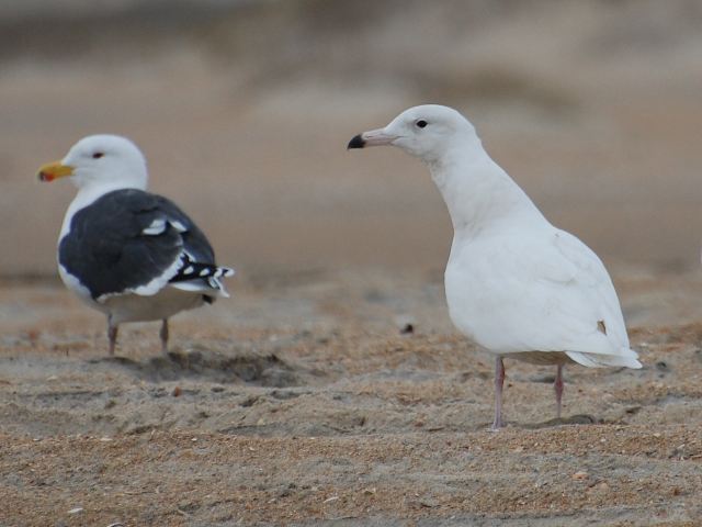 Glaucous Gull
