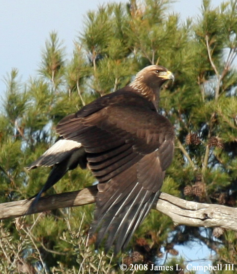 Golden Eagle