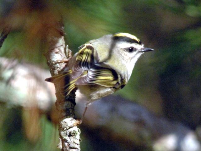 Golden-crowned Kinglet
