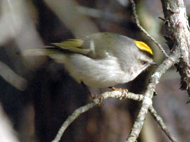 Golden-crowned Kinglet