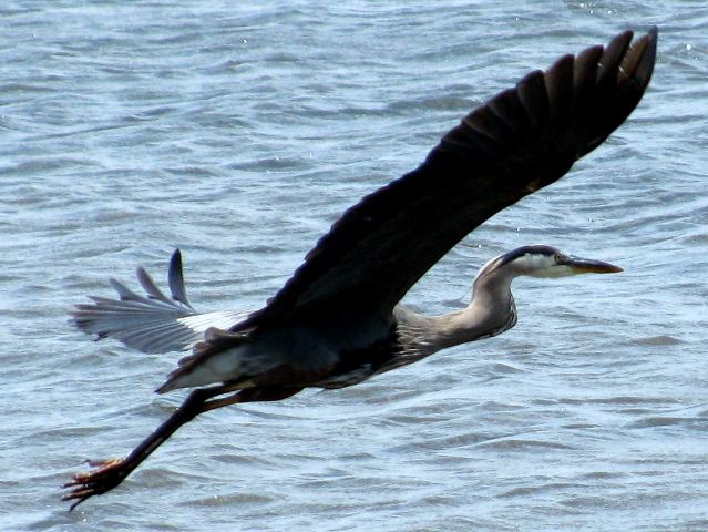 Great Blue Heron