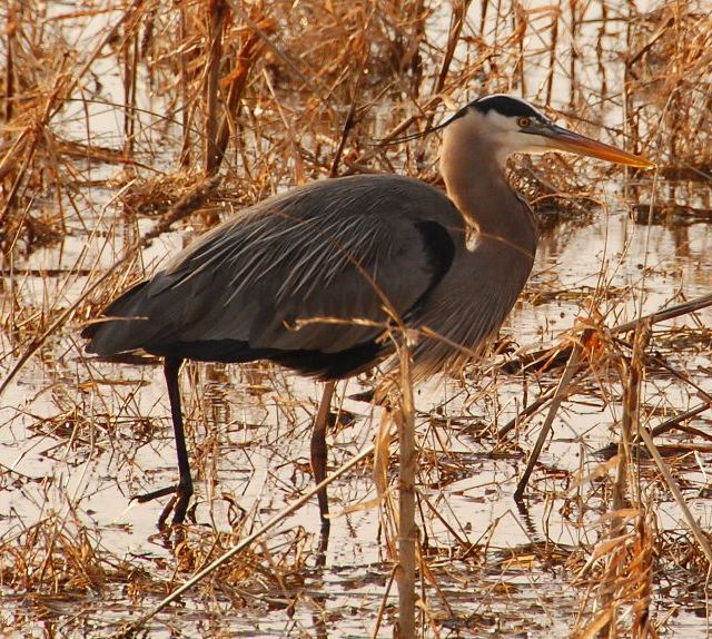 Great Blue Heron