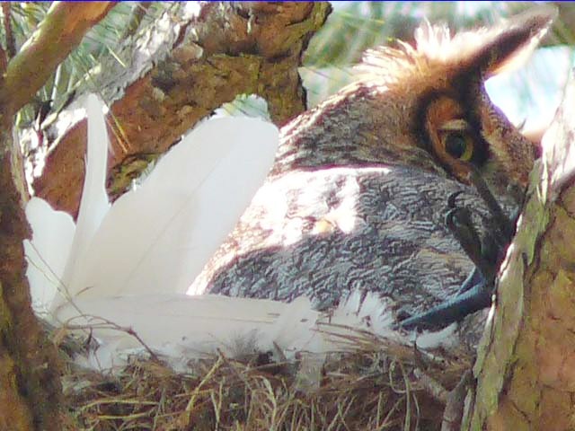 Great Horned Owl