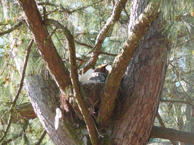 Great Horned Owl