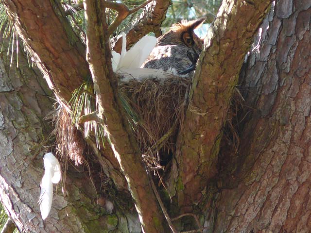 Great Horned Owl