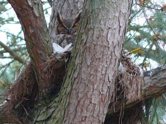 Great Horned Owl