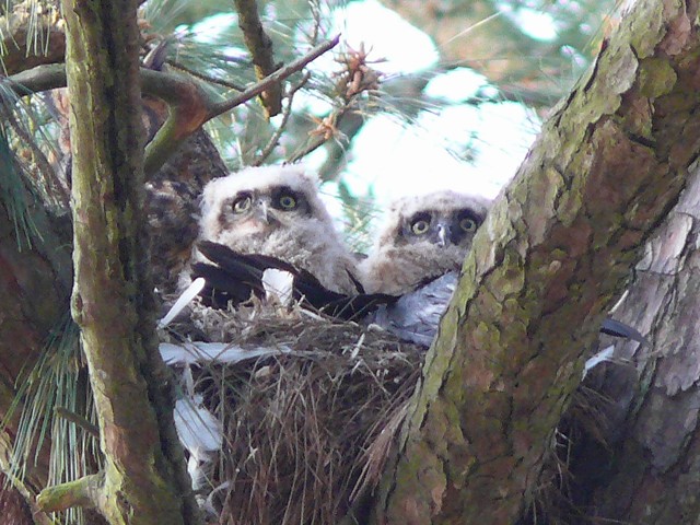 Great Horned Owl
