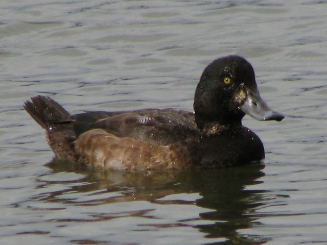 Greater Scaup