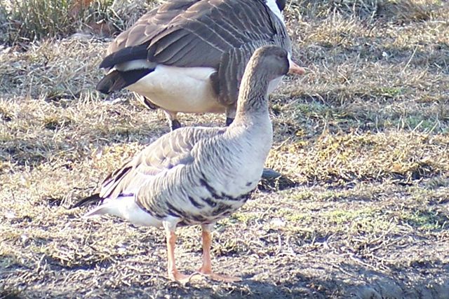 Greater White-fronted Goose