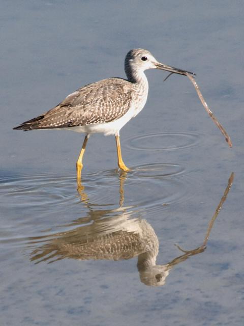 Greater Yellowlegs