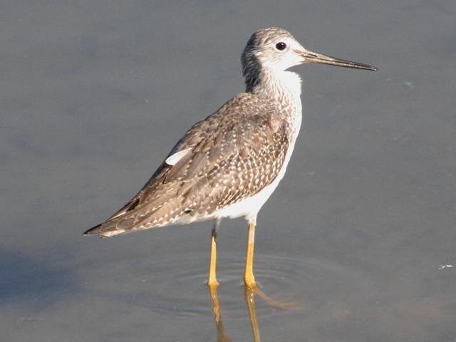 Greater Yellowlegs