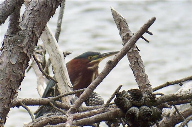 Green Heron