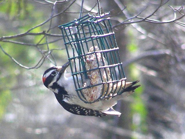 Hairy Woodpeckers