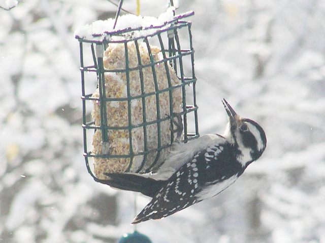 Hairy Woodpeckers
