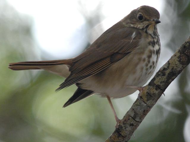 carolina bird club photo gallery carolina bird club photo gallery