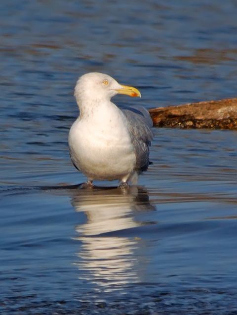 American Herring Gull