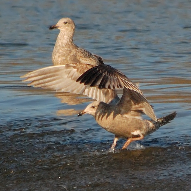 American Herring Gull