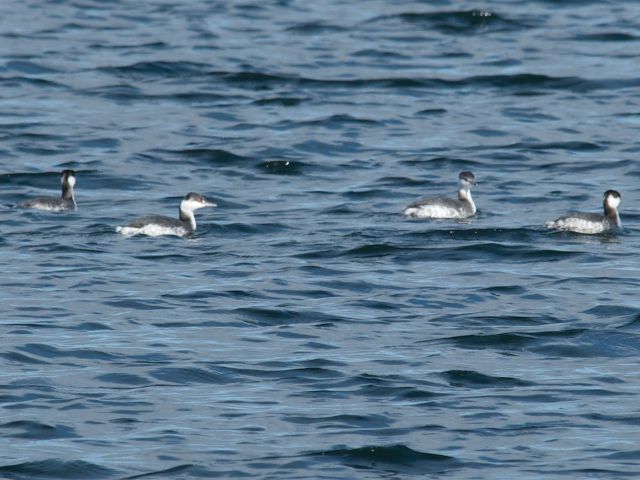 Horned Grebes