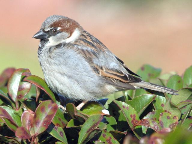 House Sparrow
