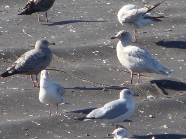 Iceland Gull