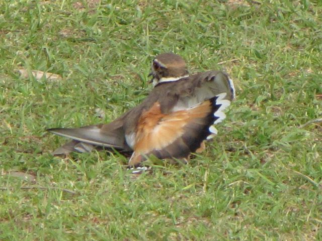 Killdeer