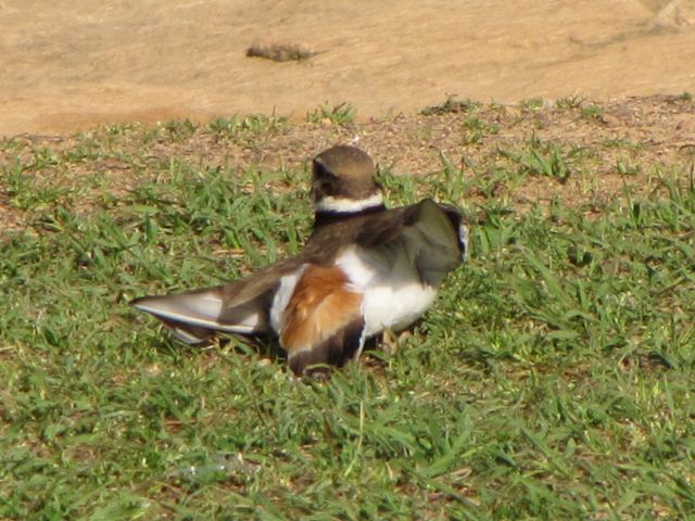 Killdeer