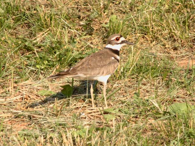Killdeer