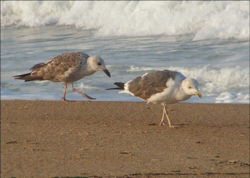 Lesser Black-backed Gulls