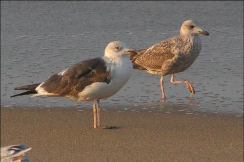 Lesser Black-backed Gulls