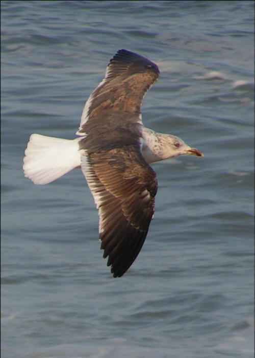 Lesser Black-backed Gulls