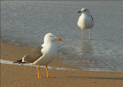 Lesser Black-backed Gulls