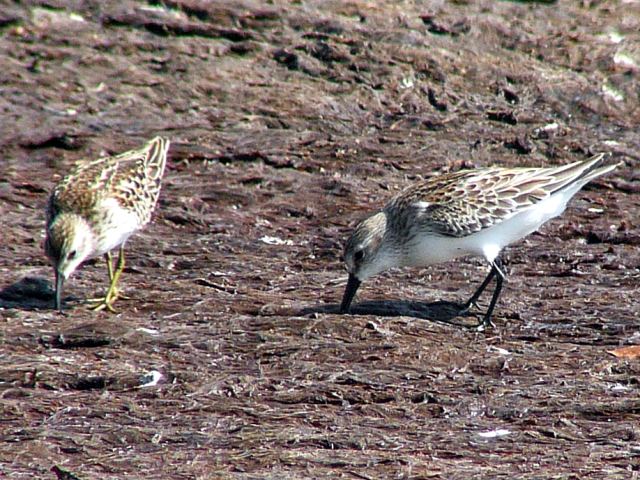 Semipalmated Sandpipers and Least Sandpiper