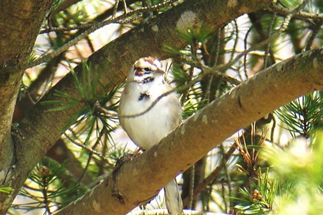 Lark Sparrow