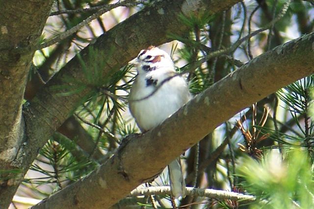 Lark Sparrow