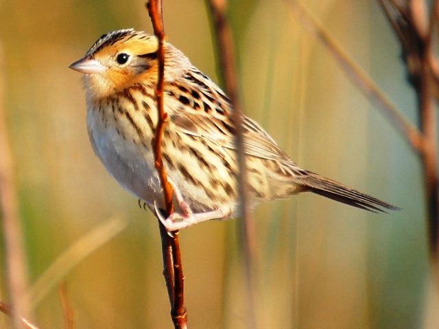 LeConte's Sparrow