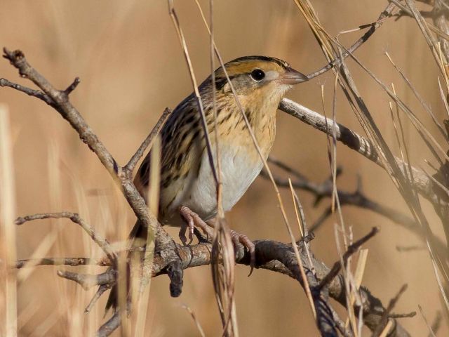 LeConte's Sparrow