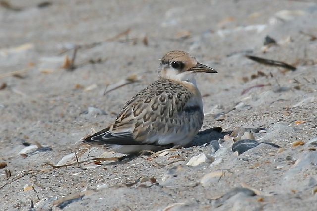 Least Tern